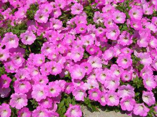 Best Petunia Opera Supreme Pink Morn A spectacular variety that had flowers that glowed.
