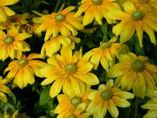 Best Rudbeckia Prairie Sun Another multi-year winner in our trials due to the huge flower size and bright yellow