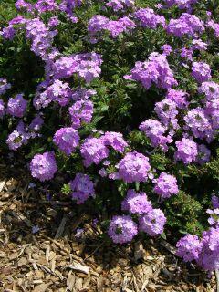 Best Verbena Lanai Lavender Star Flowers are a vivid shade of violet and held above the