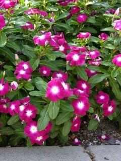 Best Vinca Pacifica Burgundy Halo This variety had exceptional plant vigor and large burgundy flowers.