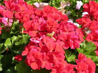 Additional Plants Rated as Superior Geranium Fantasia Cardinal Red Improved (zonal) The large flowers had a striking color which were held above