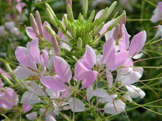 Best of Show Cleome Sprit Appleblossom From Proven Winners The plant stands out in the garden even from a distance.