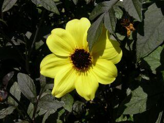 Best New Variety Dahlia Mystic Illusion It is an obvious Wow! plant because of the striking combination of bright yellow flowers against the dark purple foliage.