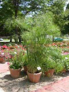 Novelty Cyperus papyrus King Tut From Proven Selection It is a large plant (5-6 feet tall) and stands out due to its fine texture.