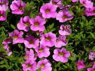 Best Calibrachoa Callie Rose 06 From Goldsmith Seeds The flowers were noted for the intense color, attractive eye with a nice sheen in