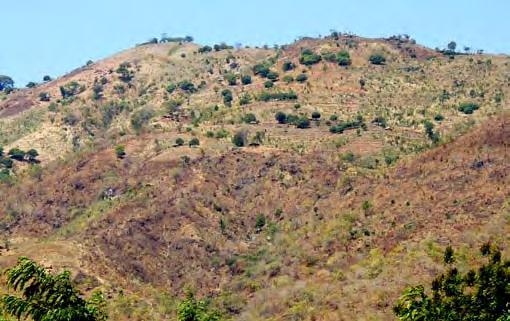 - Conservation of the Forests In most parts of Malawi the forests have