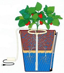 Watering and Feeding Plants Water and fertiliser can be supplied to plants in a number of different ways.