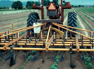 Quickhitch precision guidnce systems comined with in-row cultivtion tools will remove rodlef weeds in the seed line without using chemicls (Figure 20).