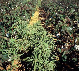 In the Southwest, preplntincorported dinitroniline hericides (Trefln, Prowl) re used on 85 to 90% of the cotton crege to control pigweed, Russin thistle, kochi, nd