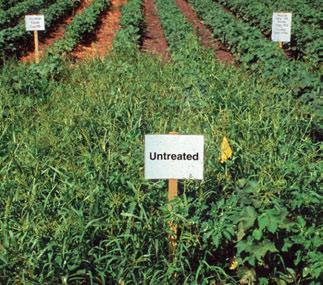 A successful weed control progrm uses yer-round pproch. Offseson, winter tretments include cultivtion, urn-down, nd/or residul chemicl tretments (i.e. Bldex, Cprol, Prowl, or Trefln).