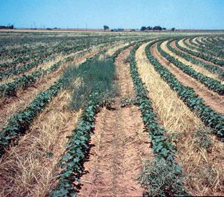 Regionl Perspectives Mid-South (AR, LA, MO, MS, TN) Cotton weed mngement in the Mid-South region egins with tillge (chiseling, discing, nd/or edding) or preplnt hericides to control vegettion efore
