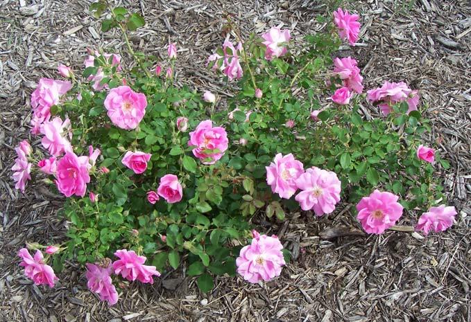 six of the 20 cultivars tested were identified as being in the top 50% of roses, based on their horticulture rating, at each of the three north-central U.S.