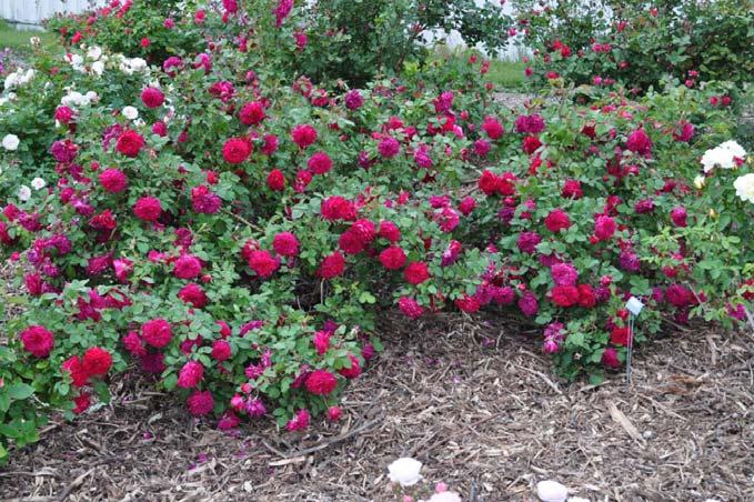 Figure 9. Quadra growing at Centennial Dog Park, Moorhead, MN. Credit: R. Nelson, UMN Extension. The roses listed above would make a great addition to any landscape.