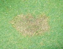 Fungal disease attacks is caused by the fungus Microdochium Nivale. This same fungus can also produce different turf symptoms on affected swards following snow melt.