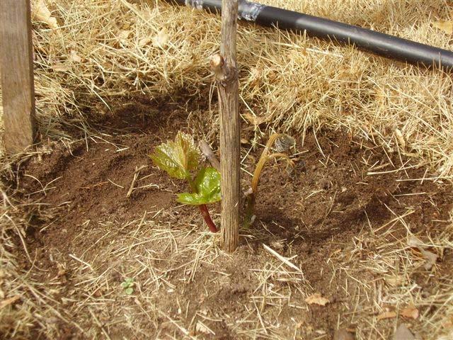 How are well established mature grapevines developing in Sturgeon, Bay Wisconsin?
