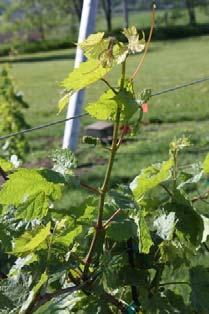 What stage are the second year grapevines at West Madison Agricultural Research Station?