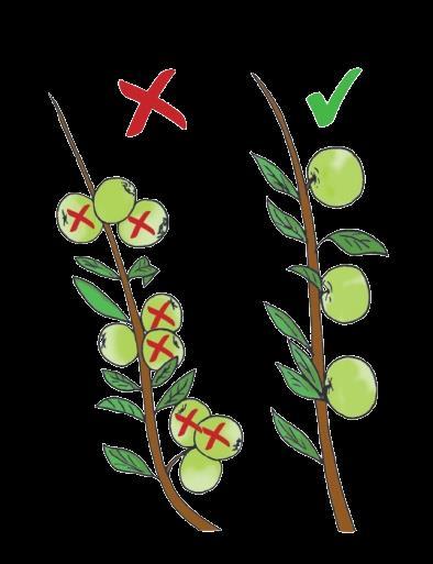 Apples and pears How to thin? Start thinning fruits 6-8 weeks after flowering when the fruits are the size of marbles, or small pebbles.