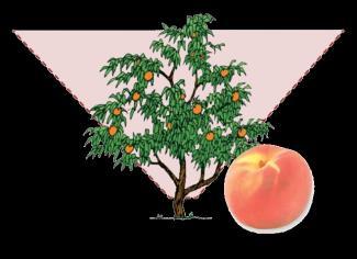 b. Pruning stone fruit trees To prune,