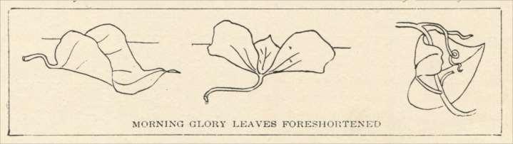 Calla lilly leaf, & Oak leaf. (pp.