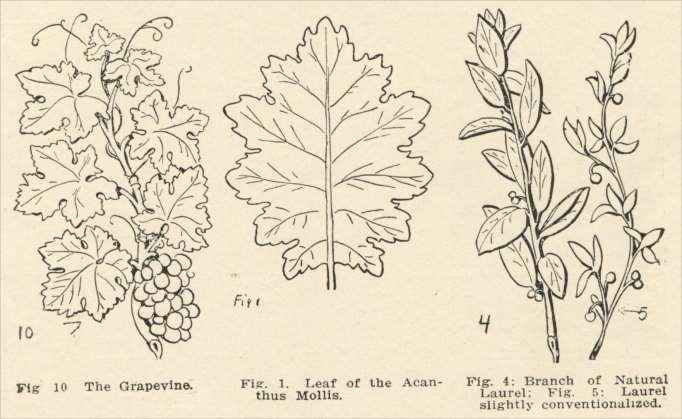 Leaf of the Acanthus Mollis Fig. 4.