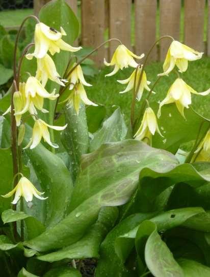 Erythronium Pagoda : beautiful yellow lanterns held above spotted leaves in Spring - disappears completely by