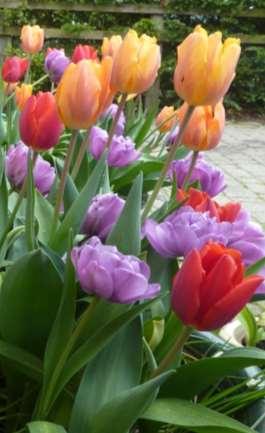 Riot of Colour Tulips: Orange Princess,
