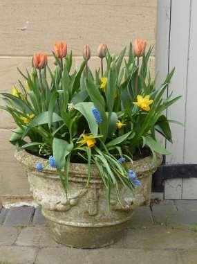 30 Bulbs 12 Scented Spring Pot Tulip Orange