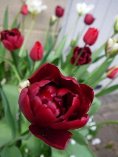 19 Red & White Planter Flowers April-May Tulips: