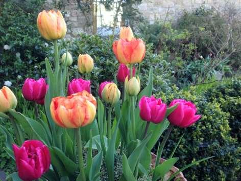 Early Tulips: