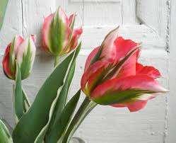 Tulips: Chato &
