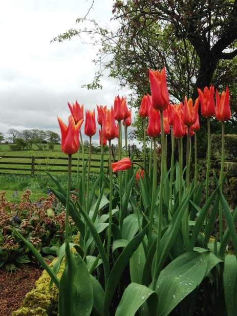 Long-Lived Tulips in the Garden