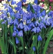 Bulbs for naturalising in Shorter Grass No: Cost Per 5 15 100 Narcissus Thalia Orchid daffodil April 30cm Pure white, FRAGRANT 1.95 5.50 28 1.