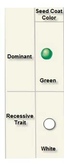Seed Coat Color: Green is dominant (G) White is recessive (g) Alleles: G,