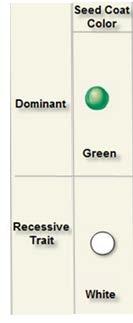 Seed Coat Color: Green is dominant (G) White is recessive (g) Alleles: G, g Genotype