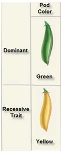 You Try! G = green pod, g = yellow pod. If an offspring has a yellow pod, what genotype does it have?