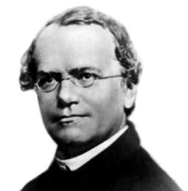 Gregor Mendel Used scientific method and mathematics to systematically study many generations of pea plants (over 29,000!