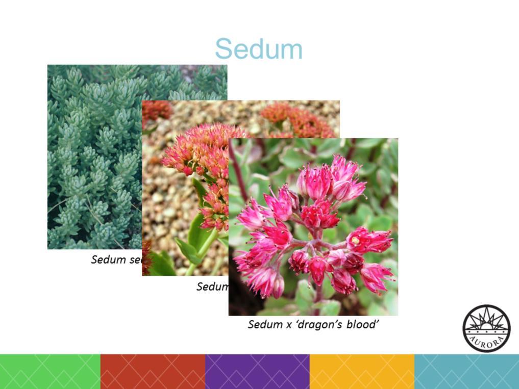 The sedum genus is a great choice for a xeriscape.