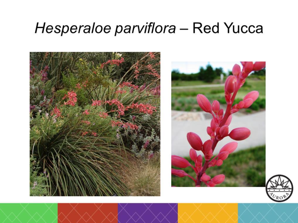 Hesperaloe parviflora is not a true yucca, but the