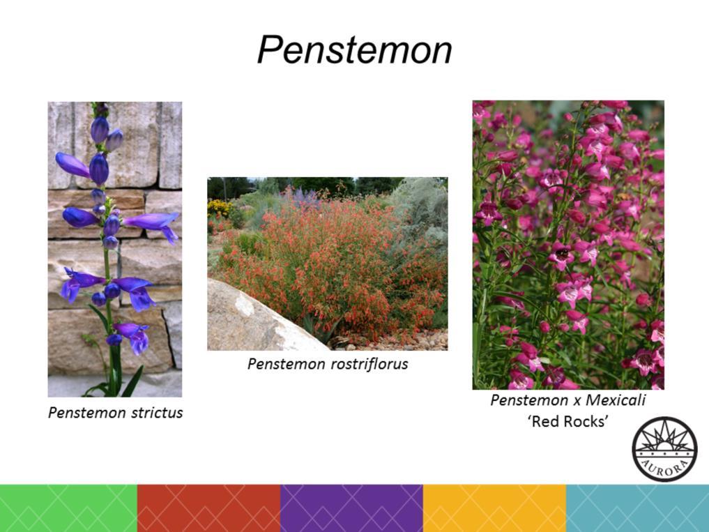Penstemon is a beautiful genus to have in your garden.