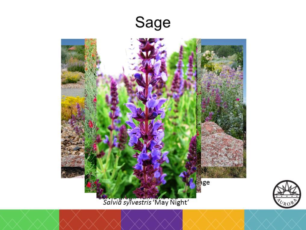 The Salvia genus is another group