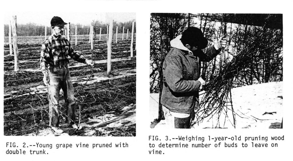 3. Select fruiting canes from those on the upper portion of the vine as close to the trunk as possible. Selection of canes will vary slightly depending upon the specific training system followed.