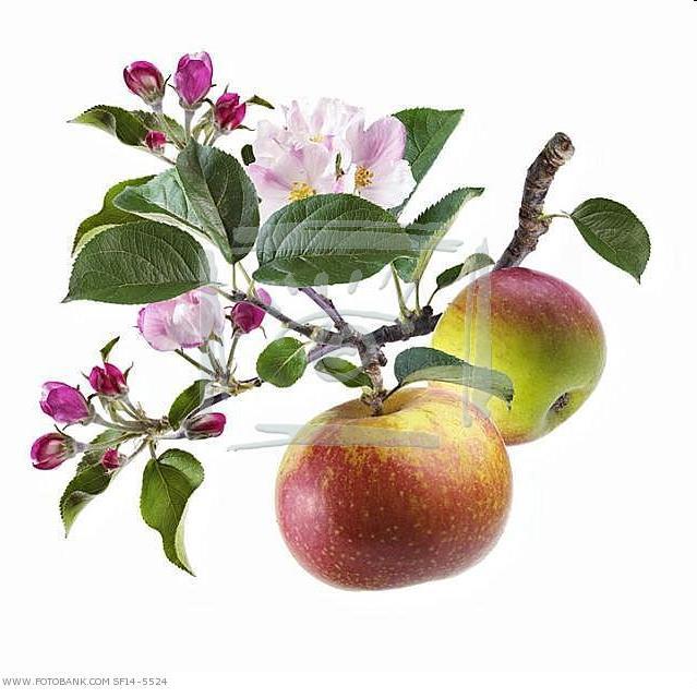 Reasons for Pruning #3 To Increase Production of Flowers & Fruit Increase Production of Flowers & Fruit: a.