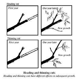 Slide 10 Heading vs. thinning 10 Heading vs. thinning. Heading cuts stimulate growth of buds closest to the wound.