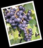 Slide 34 Grapes Chambourcin 1 Source: Grape Varieties for Indiana, Bruce Bordelon,
