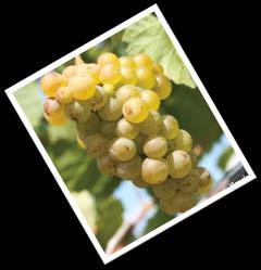 Photo Credits: Bruce Bordelon and Steve Somermeyer 34 Small Fruit Choices Grapes