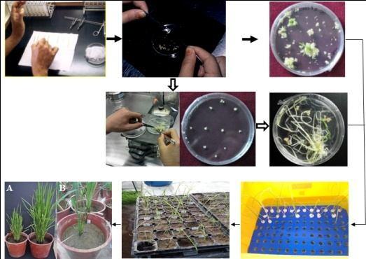 Two-step culture ( ); calli after 30 days on callus induction medium and then transfer to a regeneration medium, and plant regenerated before acclimatization treatment.
