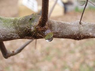 When to prune. Recommended to prune as late as possible and not to prune Nov.- January.