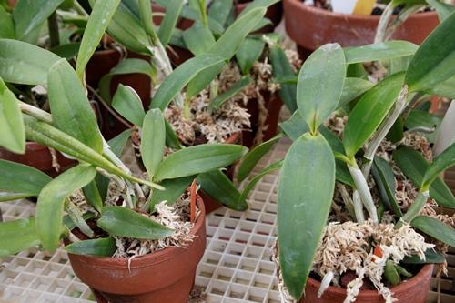 Orchid growers can talk about different orchid potting mixes for hours on end.