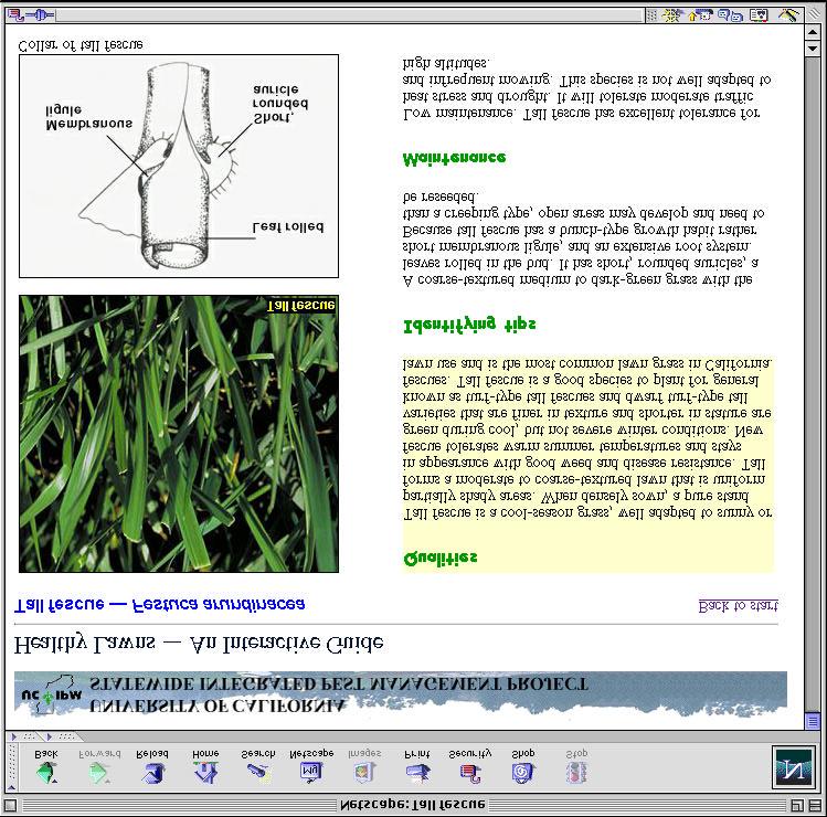 Figure 2: A summary screen for tall fescue includes key qualities, identification tips, and