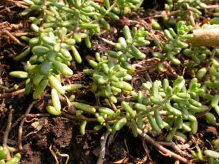 10. Sedum Plugs are not recommended for planting during the winter months. TABLE 3.